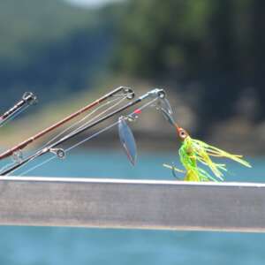 A fishing rod and some fish on the side of water.