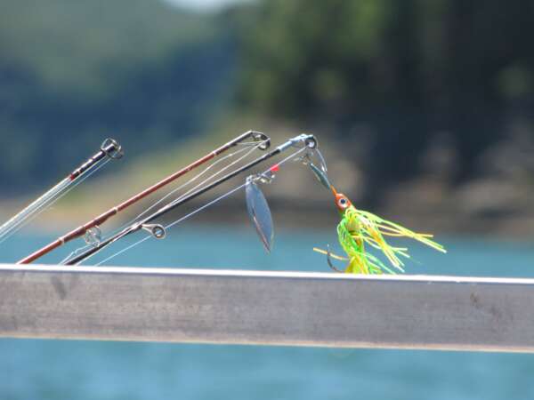A fishing rod and some fish on the side of water.